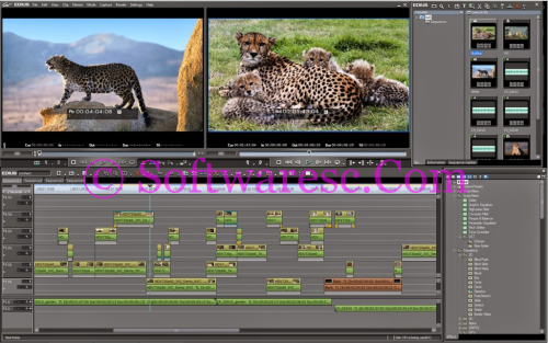 Cheetah 3d Serial Mac Look